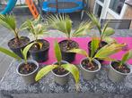 Palmboompjes Washingtonia robusta, Ophalen, Zomer, Overige soorten, Volle zon