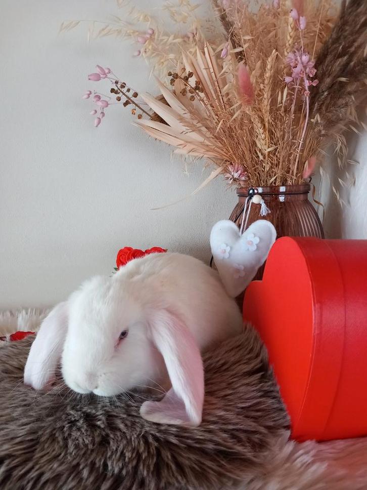 Franse hangoor ram, Dieren en Toebehoren, Konijnen, Groot, Mannelijk, 0 tot 2 jaar, Hangoor