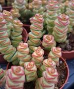 Crassula hottentot variegata stekjes, Ophalen of Verzenden, Overige soorten, Minder dan 100 cm
