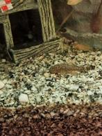 Baby borstelneus ancistrus(algeneter), Dieren en Toebehoren, Vissen | Aquariumvissen