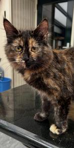 Laatste 2 tortie maine coon poesjes, Dieren en Toebehoren, Katten en Kittens | Overige Katten, Poes