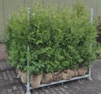Coniferen Thuja brabant, Tuin en Terras, Planten | Tuinplanten, Ophalen of Verzenden, Bloeit niet, Overige soorten, Volle zon