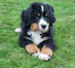 Berner sennen pup reu met stamboom, Dieren en Toebehoren, Reu, Meerdere, Nederland, Fokker | Hobbymatig