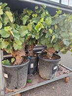 Oude druif / druivenboom Vitis Vinifera dikke stam - blauwe, Ophalen of Verzenden, Lente