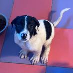 ACE: Palote vraagt om wat aandacht en beweging, Dieren en Toebehoren, Honden | Niet-rashonden, Particulier, Reu, 8 tot 15 weken