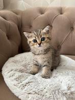 Britse Korthaar kittens te koop, Dieren en Toebehoren, Katten en Kittens | Raskatten | Korthaar, Meerdere dieren, Ontwormd, 0 tot 2 jaar