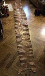 Vintage Python Slangenhuid uit Congo, 440 cm, jaren '50, Ophalen of Verzenden