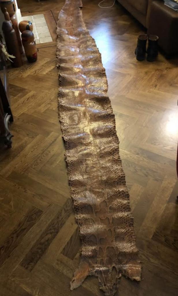 Vintage Python Slangenhuid uit Congo, 440 cm, jaren '50, Antiek en Kunst, Curiosa en Brocante, Ophalen of Verzenden