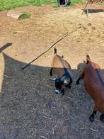Te koop bokje., Dieren en Toebehoren, Schapen, Geiten en Varkens, Mannelijk, Geit, 0 tot 2 jaar