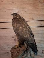 taxidermie taxidermy Opgezette "buizerd", Verzamelen, Dierenverzamelingen, Ophalen of Verzenden, Zo goed als nieuw, Vogel, Opgezet dier