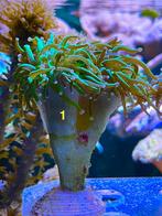 Torch , koraal , zeeaquarium,, Dieren en Toebehoren, Overige typen