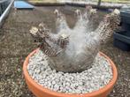 Caudex Pachypodium Makayense  oorspronkelijk uit Madagaskar, Overige soorten, Ophalen of Verzenden, In pot, Minder dan 100 cm