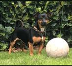 Pups jackrusseltjes, Dieren en Toebehoren, Rabiës (hondsdolheid), Jack Russell Terriër, 8 tot 15 weken, Meerdere