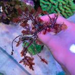 Macroalgae - Wier Zeeaquarium, Dieren en Toebehoren, Vissen | Aquariumvissen, Overige typen, Zoutwatervis