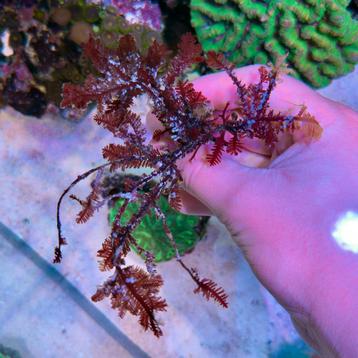 Macroalgae - Wier Zeeaquarium beschikbaar voor biedingen