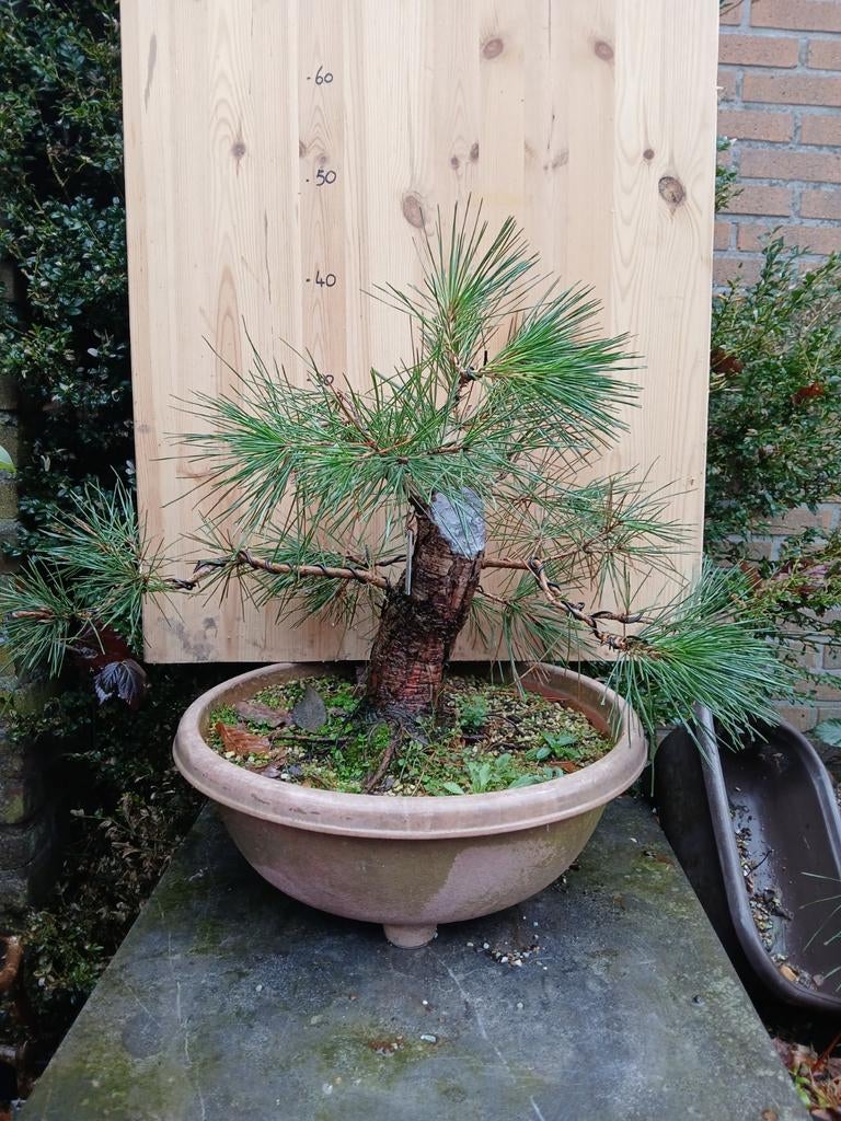 Pre bonsai japanse zwarte den, pinus thunbergii, Tuin en Terras, Planten | Bomen, Bloeit niet, Halfschaduw, Minder dan 100 cm