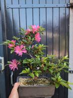 Japanse Azalea Hanabin Bonsai, Tuin en Terras, Planten | Bomen, Ophalen of Verzenden, Bloeit niet, Overige soorten, Minder dan 100 cm