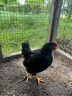 Barnevelds haan dubbel gezoomd, Mannelijk, Kip