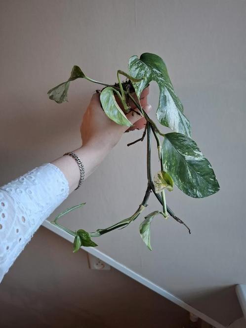 Epipremnum pinnatum Albo Variegata, Huis en Inrichting, Kamerplanten, Overige soorten, Minder dan 100 cm, Ophalen of Verzenden
