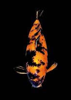 HI Utsuri 55/60cm Koikarper, Koi, Dieren en Toebehoren, Vissen | Vijvervissen, Karper of Koi