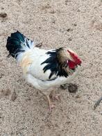 Lakenvelder haan 22weken, Dieren en Toebehoren, Mei, Mannelijk