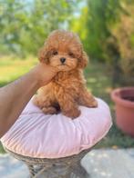 Exclusieve Maltipoo TeaCup pups (Maltezer/Azian Toy Poedel), Dieren en Toebehoren, Honden | Chihuahua's en Gezelschapshonden, Particulier