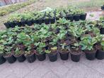 Biologische aardbeien plantjes, Ophalen of Verzenden, Overige soorten, Minder dan 100 cm