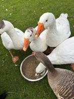 Drie ganzen zoeken een nieuw huis., Dieren en Toebehoren, Pluimvee, Meerdere dieren, Gans of Zwaan