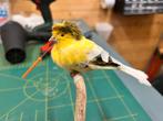 Opgezette gloster kanarie, Ophalen of Verzenden, Nieuw, Vogel, Opgezet dier