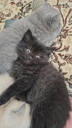 Prachtige BKH kittens Alleen zwart beschikbaar, Meerdere dieren