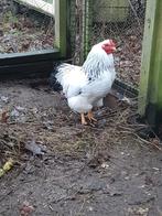 Te koop mooie wyandotte Colombia haan., Dieren en Toebehoren, Pluimvee, Mannelijk, Kip