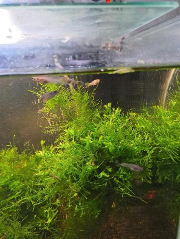 Guppies beschikbaar voor biedingen