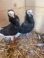 Kapucijn  Duiven, Dieren en Toebehoren, Vogels | Duiven, Meerdere dieren, Overige soorten