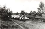 Wierden, Schaapskudde met herder, Ophalen of Verzenden, 1960 tot 1980, Ongelopen, Overijssel
