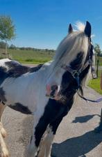 Prachtige tinker, 5 jaar, schofthoogte 1.30, merrie, Dieren en Toebehoren, Pony's, Merrie, C pony (1.27m tot 1.37m), Recreatiepony