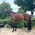 Talentvolle brave 4 jarige ruin!, Gechipt, Ruin, Dressuurpaard, 3 tot 6 jaar