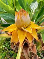 Musella lasiocarpa (Chinese lotusbanaan), Ophalen of Verzenden, Zomer, Overige soorten, Volle zon