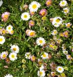 Erigeron karvinskianus,  Mexicaans madeliefje, Bodembedekkers, Volle zon, Vaste plant, Ophalen of Verzenden