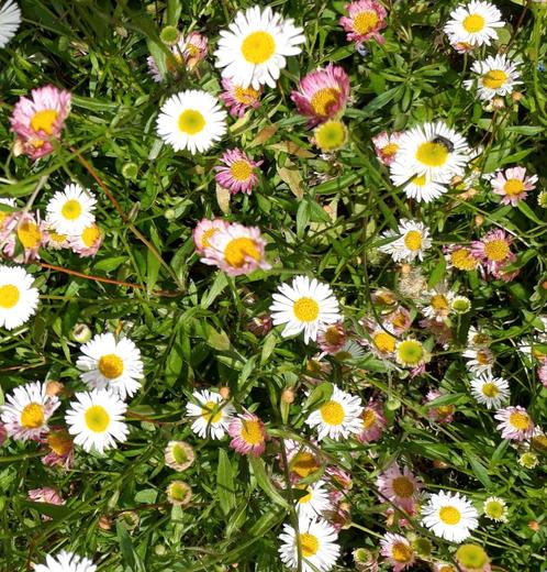 Erigeron karvinskianus,  Mexicaans madeliefje, Tuin en Terras, Planten | Tuinplanten, Vaste plant, Bodembedekkers, Volle zon, Zomer