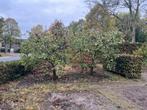 Notaris appelboom, Tuin en Terras, Planten | Bomen, Ophalen, Lente, Volle zon, Overige soorten