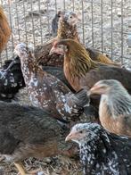Leghorn in verschillende kleuren, Dieren en Toebehoren, Pluimvee, Meerdere dieren, Kip