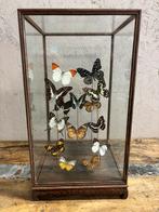 Mooie vitrine met opgezette vlinders, Verzamelen, Dierenverzamelingen, Nieuw, Opgezet dier, Ophalen, Insect