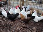 Hollandse krielkippen | Parmantige kippen | Deskundig advies, Kip, Meerdere dieren