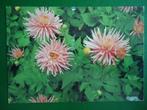 (2146) Bloemenkaart, Verzenden, Gelopen