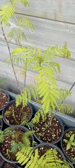 Desmanthus illinoensis - prairie mimosa planten, Ophalen of Verzenden, Zomer, Volle zon, Overige soorten