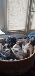Noorse Boskat X Maine Coon kittens, Ontwormd, Meerdere dieren, 0 tot 2 jaar