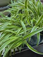 Graslelie, Huis en Inrichting, Kamerplanten, Ophalen, Overige soorten, Halfschaduw, Minder dan 100 cm