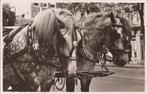 Brabants Dorpsleven 14 Trekpaarden paarden tweespan, Verzamelen, Ansichtkaarten | Nederland, Verzenden, 1940 tot 1960, Gelopen