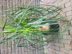 Beaucarnea oliefantspoot, Ophalen, Overige soorten, Minder dan 100 cm
