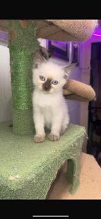 Siamese kittens te koop, Dieren en Toebehoren, Katten en Kittens | Raskatten | Korthaar, Meerdere dieren